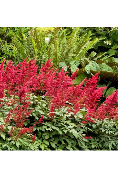 Astilbe arendsii Fanal
